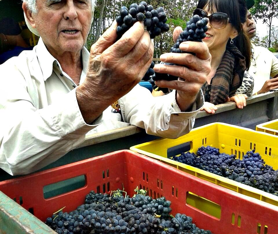 Vinhedo Girassol-Cocalzinho de Goias必去景点