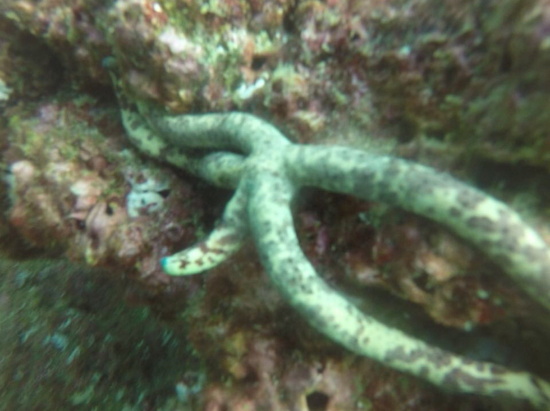 Musandam Discovery Diving-海塞卜必去景点