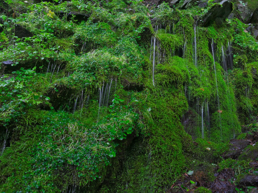 Tamadare Falls景点图片
