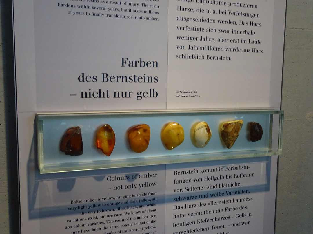 Deutsches Bernsteinmuseum景点图片