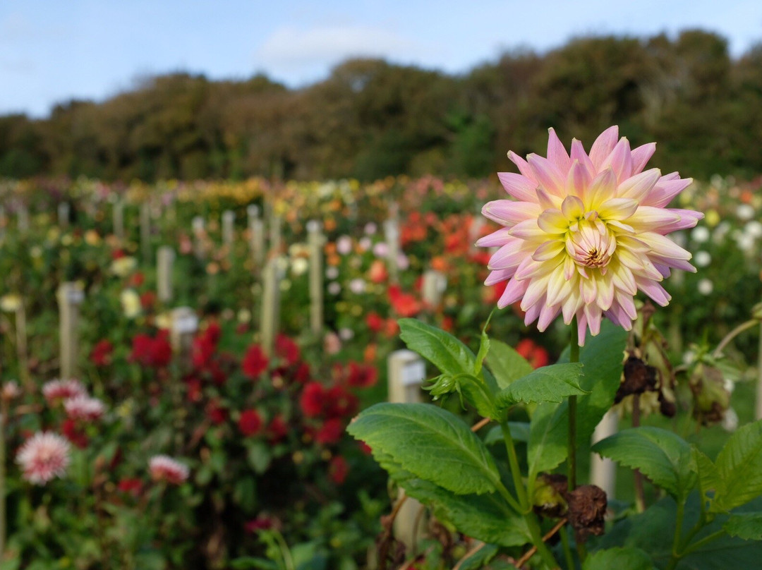 National Dahlia Collection-彭赞斯必去景点