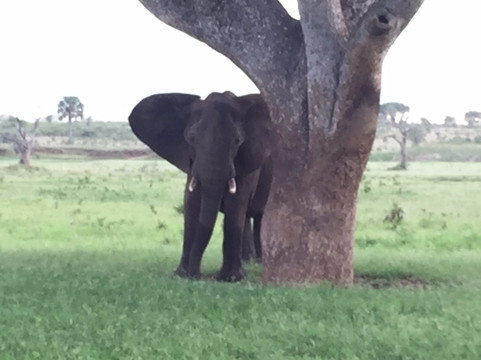 Woods Safaris-Gulu必去景点