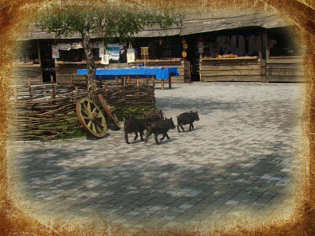 Horse Theatre Zaporizhzhya Cossacks景点图片