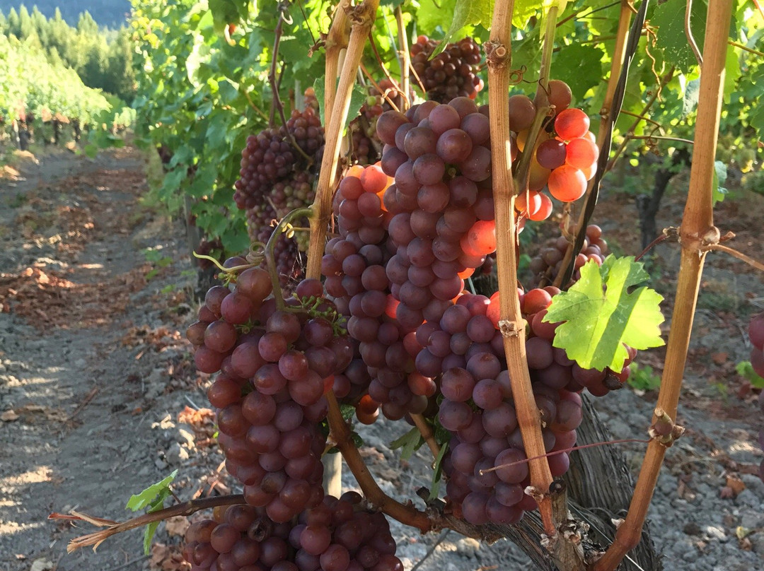 Recline Ridge Vineyard & Winery景点图片