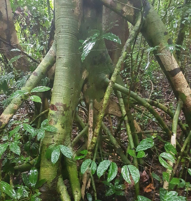 Gola Rainforest National Park-Kenema必去景点