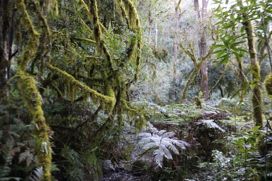 Reserva Nacional El Nogalar de Los Toldos-Los Toldos必去景点