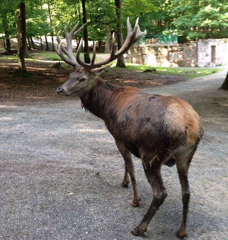 Bergwildpark-Germerode必去景点