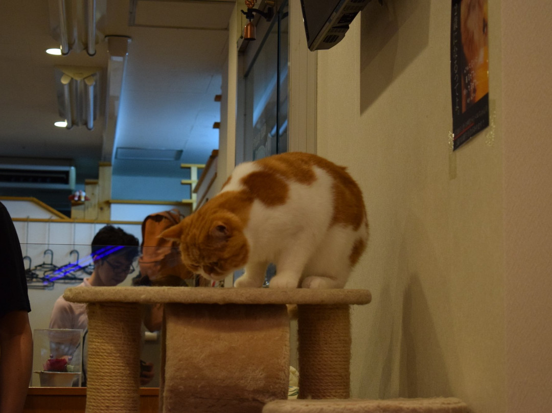 Cat Cafe Nyankoto-Takadanobaba必去景点