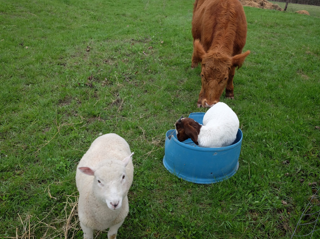 Dare 2 Dream Farm-Kendal必去景点