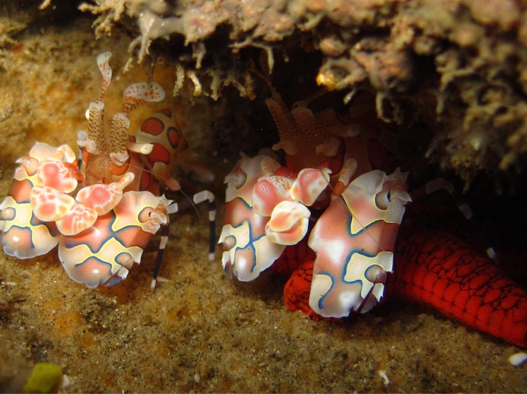 Da Blu Juice-索德瓦纳必去景点