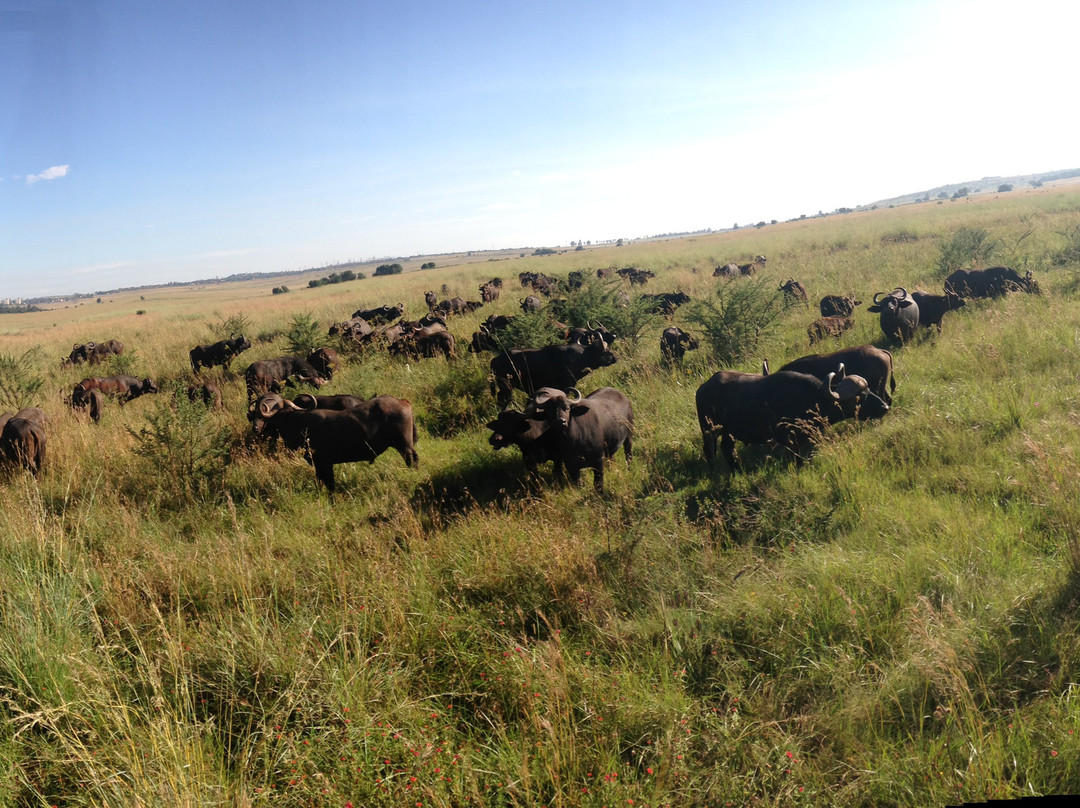 Dlamini 4 Africa Tours & Safaris-比勒陀利亚必去景点