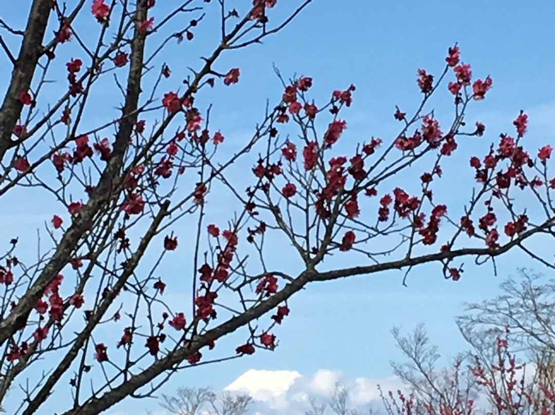 Shuzen-ji Temple Plum Grove-伊豆市必去景点