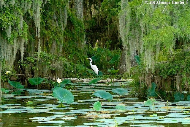 Swamp Explorers景点图片