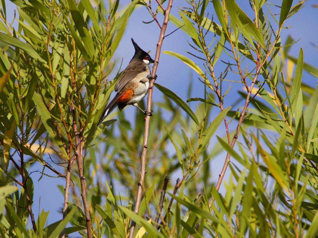 Follow That Bird-悉尼必去景点