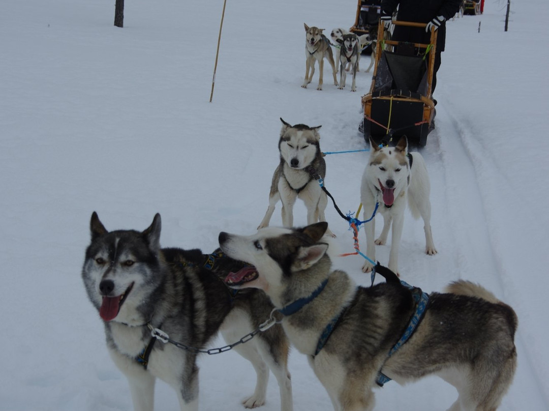 Adventure Dreams Husky Dogsledding景点图片