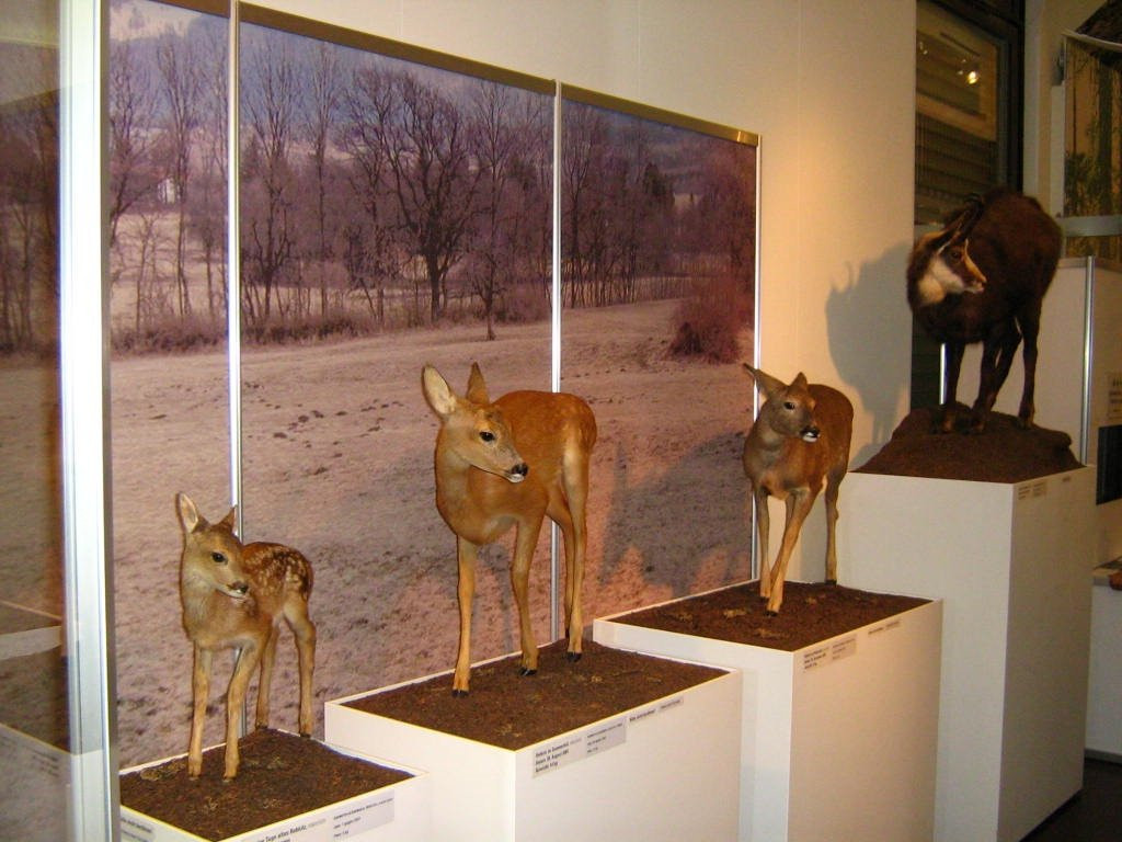 Bündner Naturmuseum-库尔必去景点