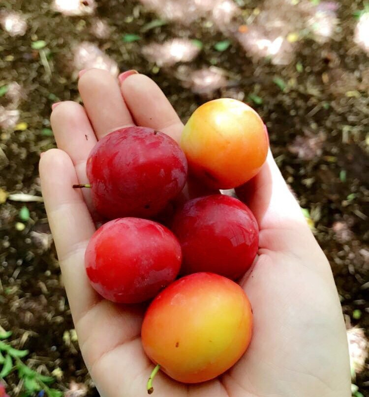 Margaret River Organic Garden-玛格丽特河必去景点