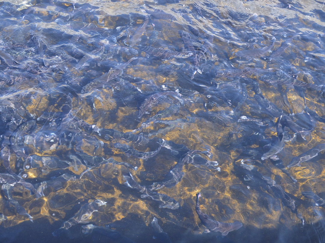 Hot Creek Fish Hatchery景点图片