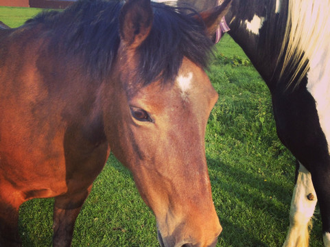 High Cross Equestrian Centre-Lutterworth必去景点