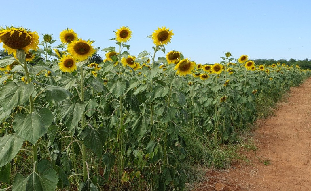 Sunflower Field景点图片