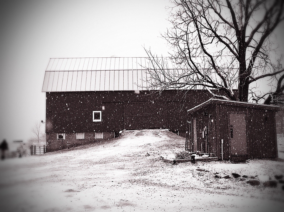 Dan Patch Stables-日内瓦湖必去景点