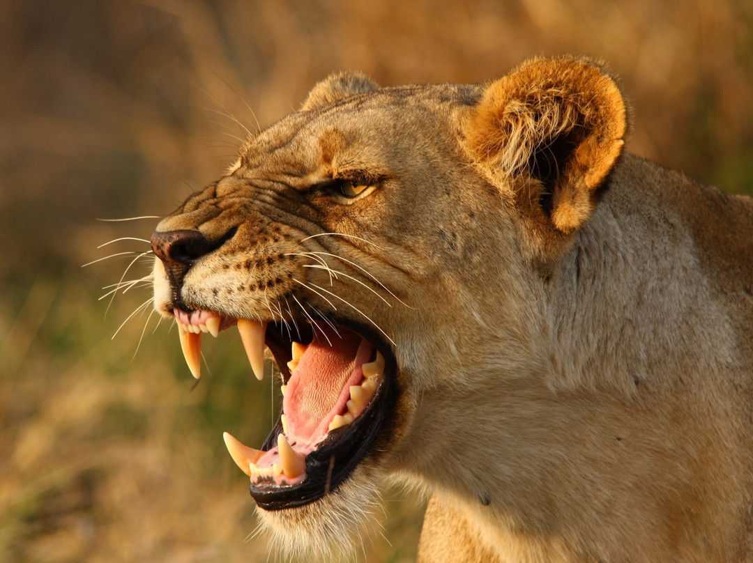 Afriguided Safaris-霍德斯普鲁特必去景点