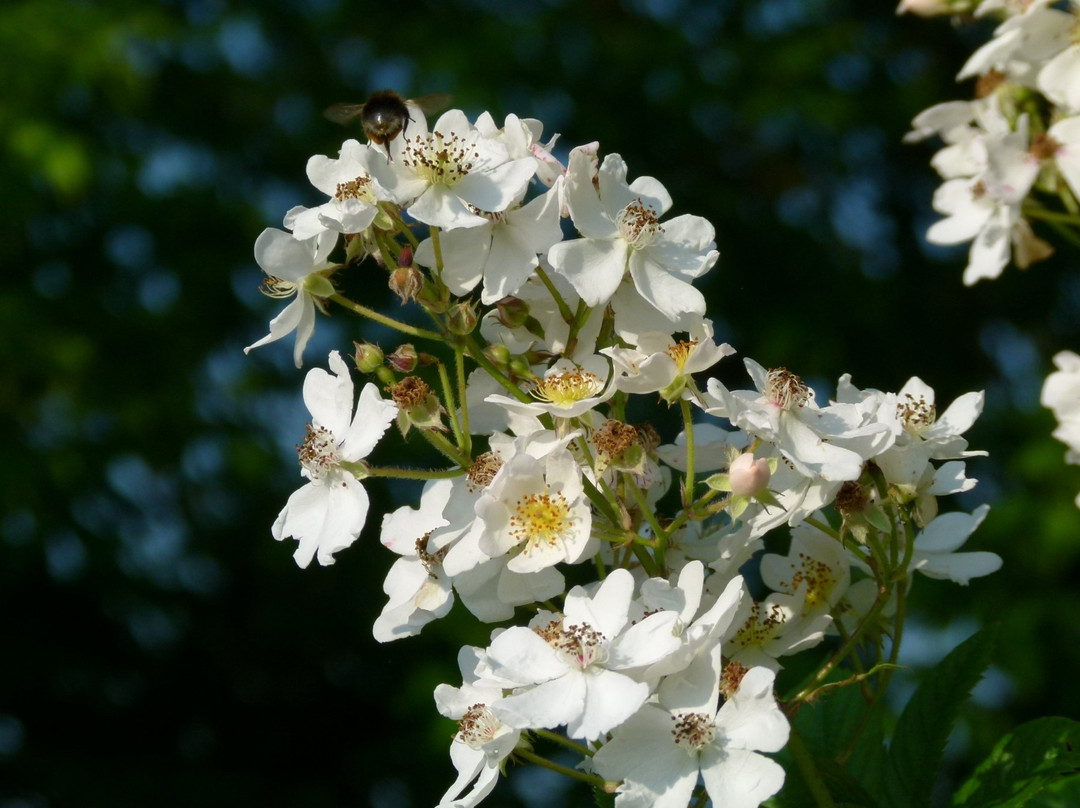 Jardin Botanique de la Presle-Nanteuil-la-Foret必去景点