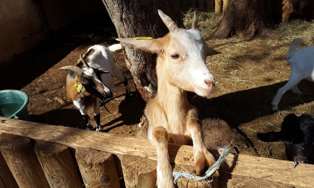 Mini Ferme Zoo-Cessenon-sur-Orb必去景点