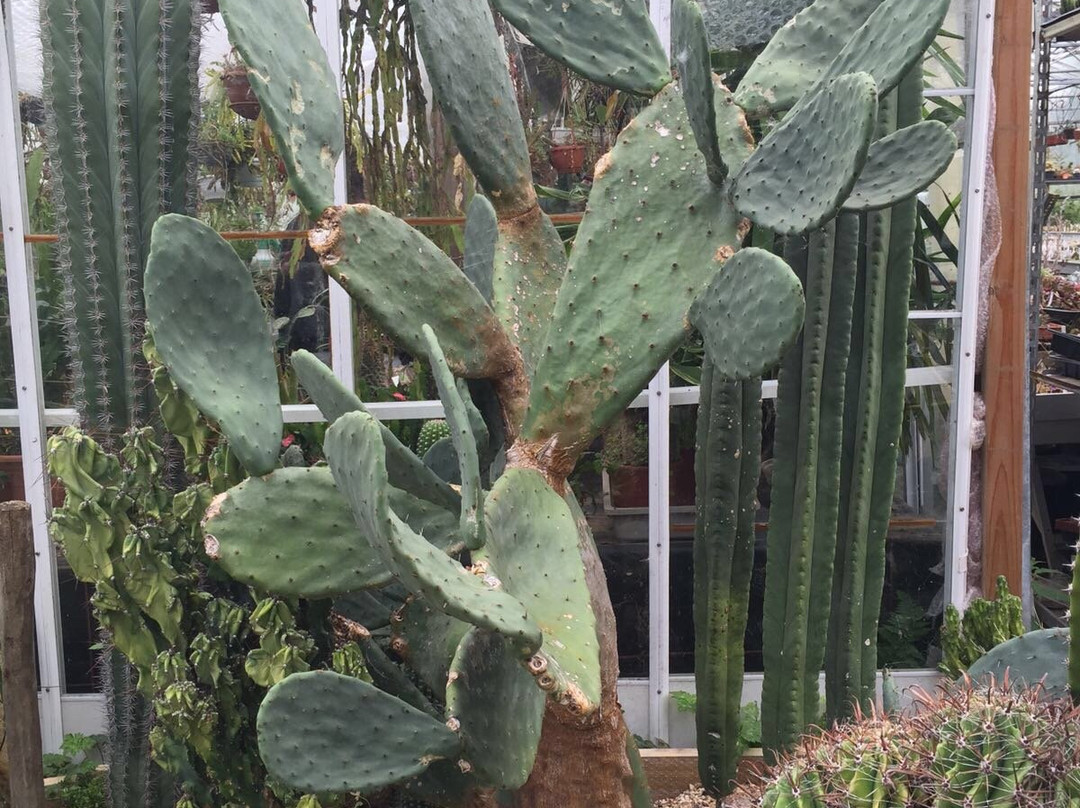 Cactus Shop-Winkleigh必去景点