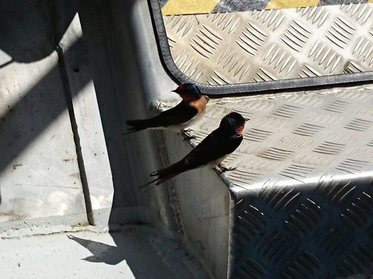 Crocodile Express Daintree River Cruises-Daintree必去景点