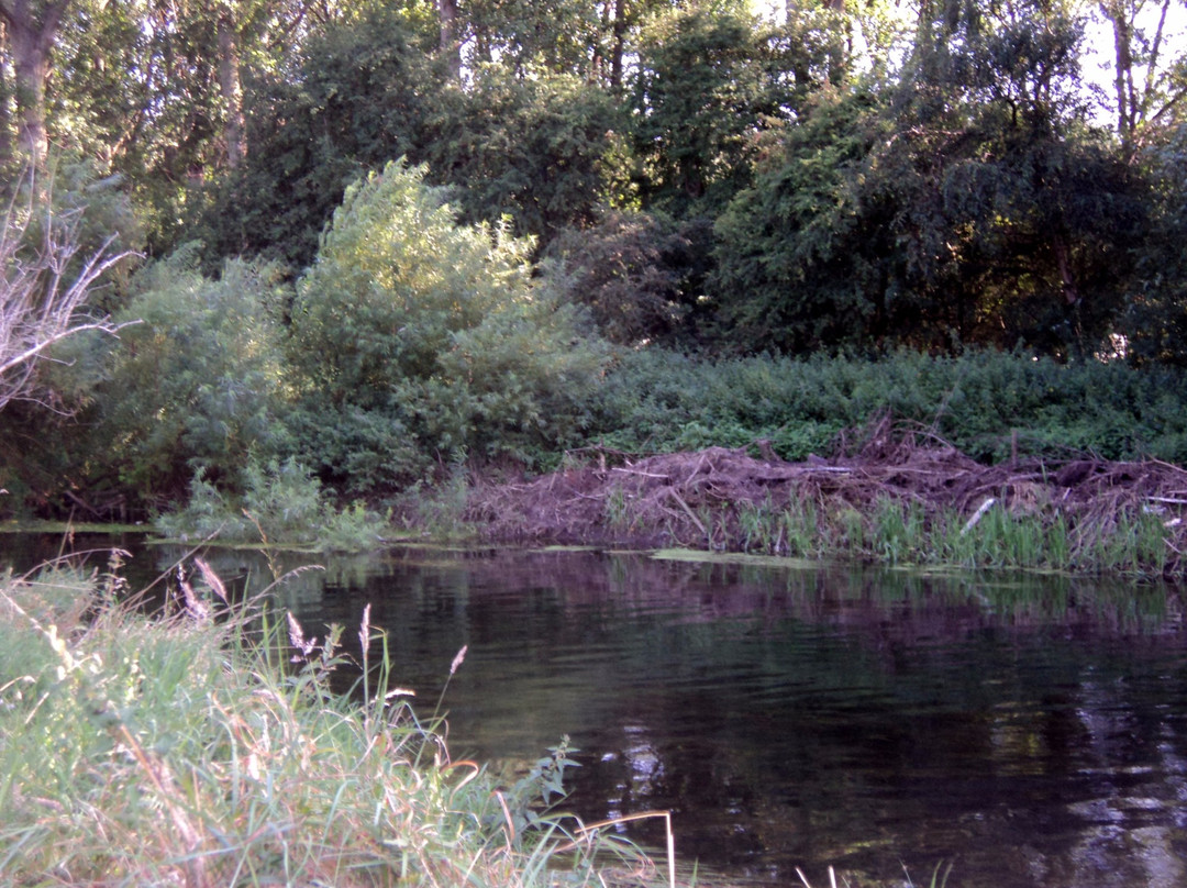 塞特福德旅游景点-Forest in the Brecks (The Brecks)