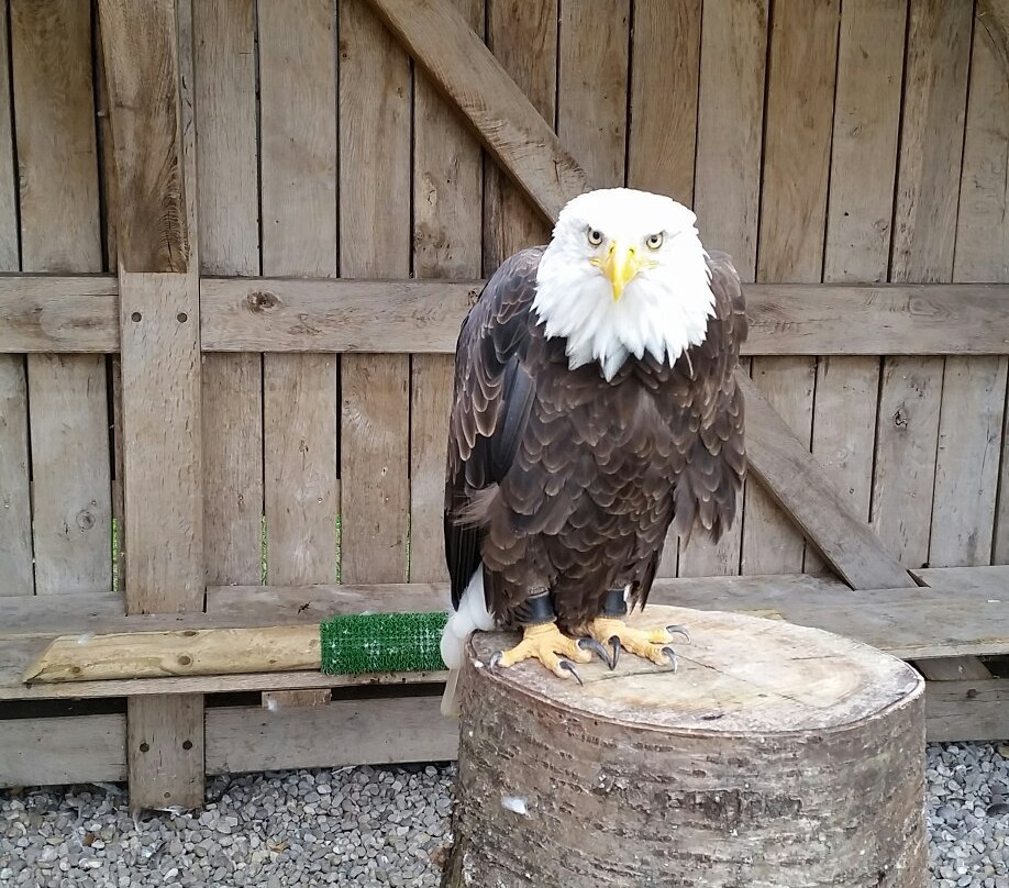Les Aigles de Château-Thierry-Chateau-Thierry必去景点