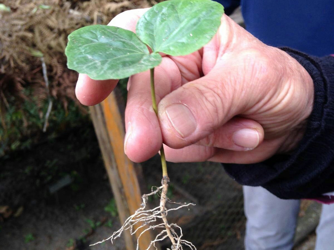 Café Munaipata-Coroico必去景点