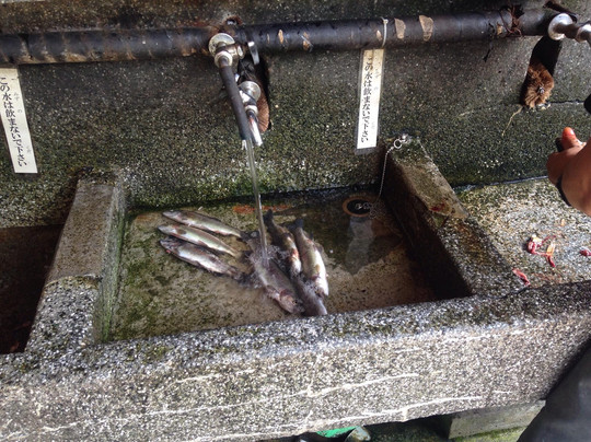 Otamba River International Niji-masu Fishing Spot-奥多摩町必去景点