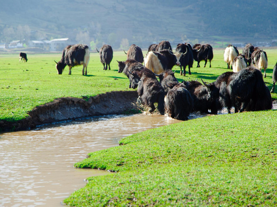 文海-丽江市必去景点