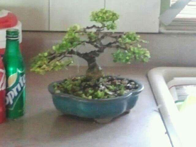 Central Texas Bonsai Exhibit at Jade Gardens-Wimberley必去景点