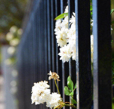 All About Charleston-查尔斯顿必去景点