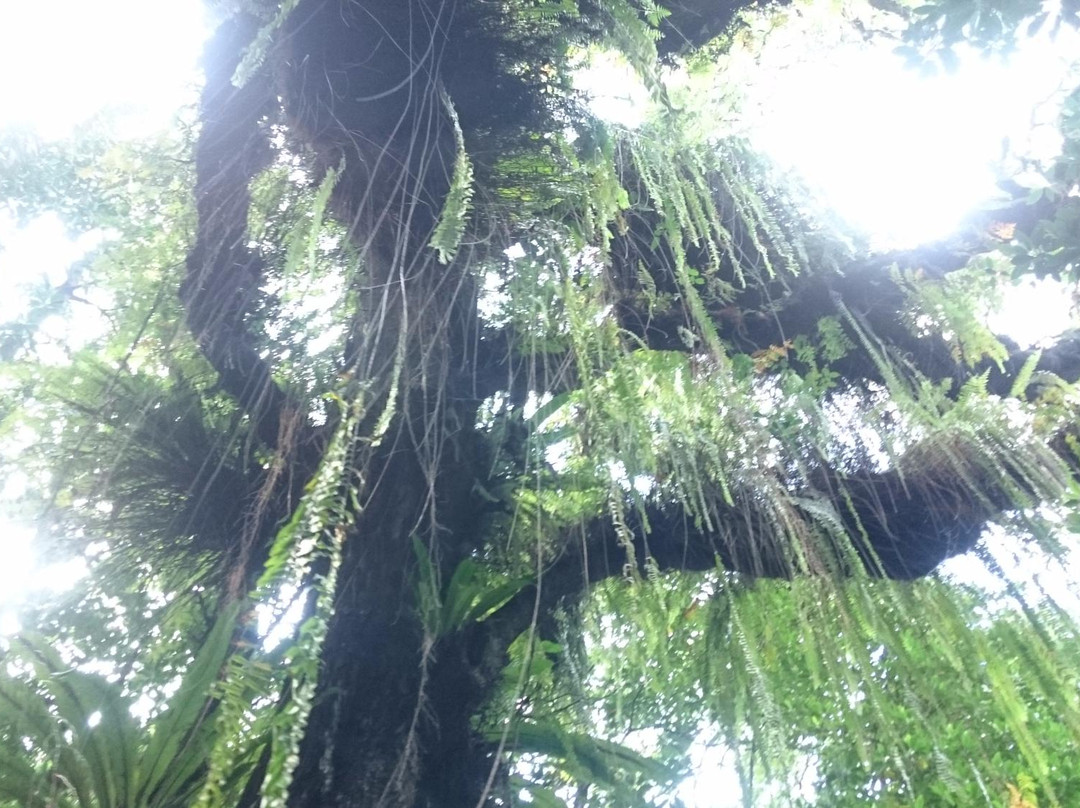 Yela Valley Ka Forest-Kosrae必去景点