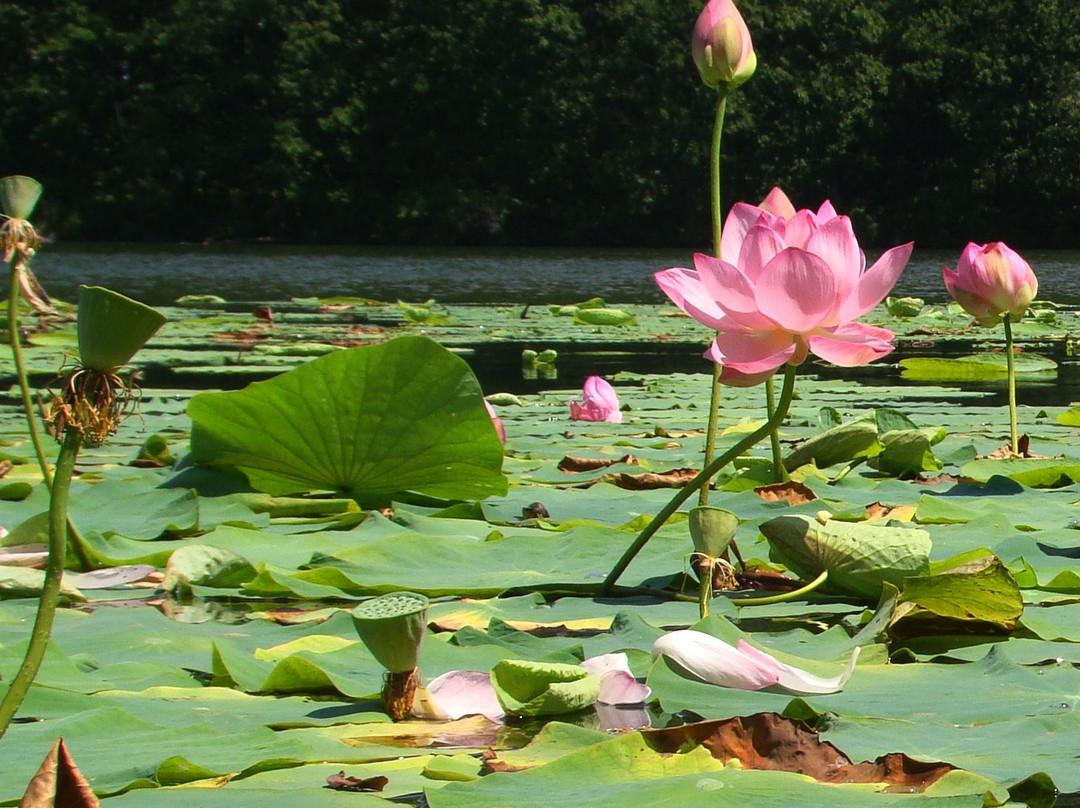 乌苏里斯克旅游景点-Lotosovoye Lake