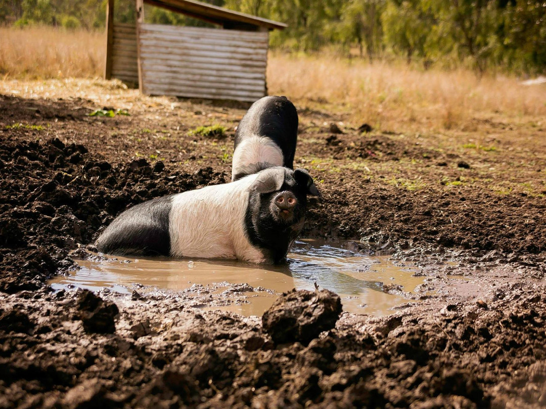 Paddock to Potager-图沃柏必去景点