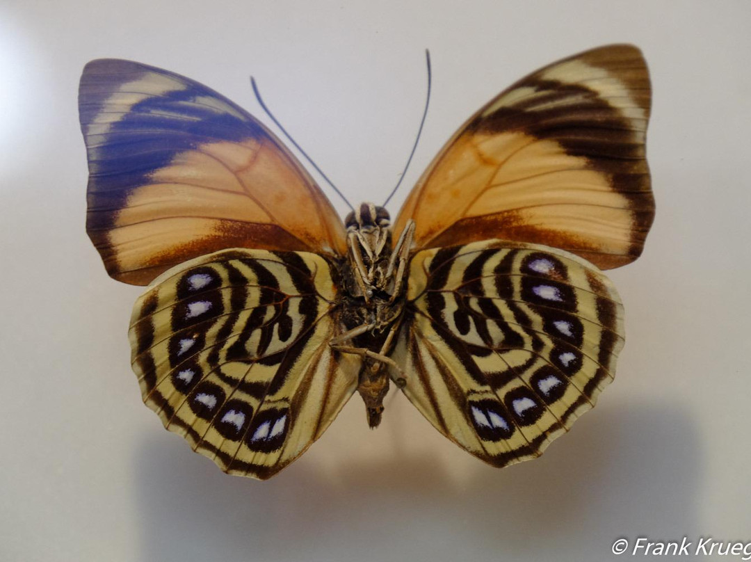 Daintree Entomological museum-Diwan必去景点