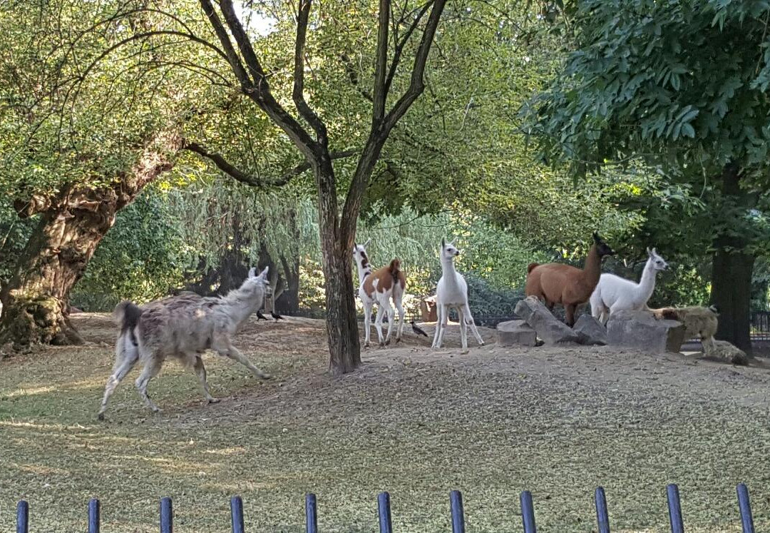 Miejski Ogrod Zoologiczny w Warszawie-华沙必去景点