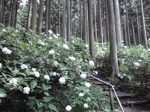 Michinoku Hydrangea Garden-一关市必去景点