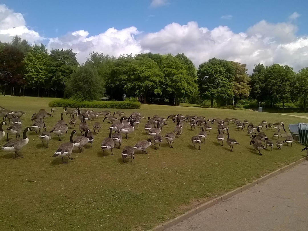 Fairlands Valley Park景点图片