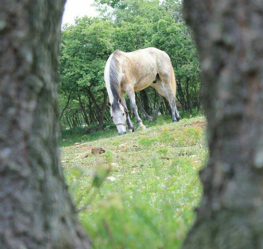 Konjicki klub Jakici Horse Riding-Sveti Lovrec必去景点
