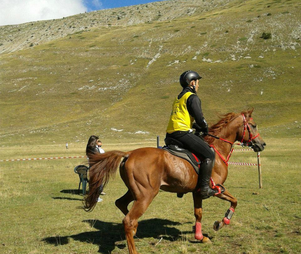 Maneggio Team Horse景点图片