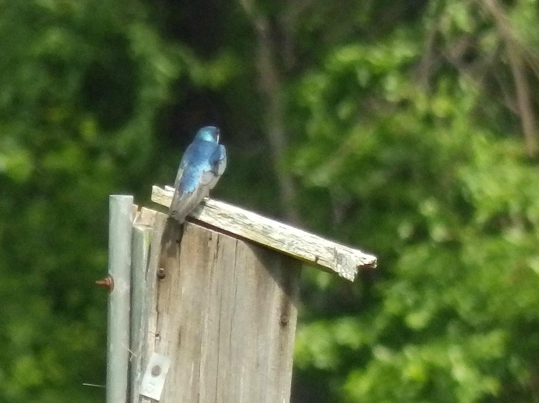 Mass Audubon North River Wildlife Sanctuary-Marshfield必去景点