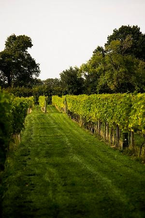 Yorkshire Heart Vineyard景点图片