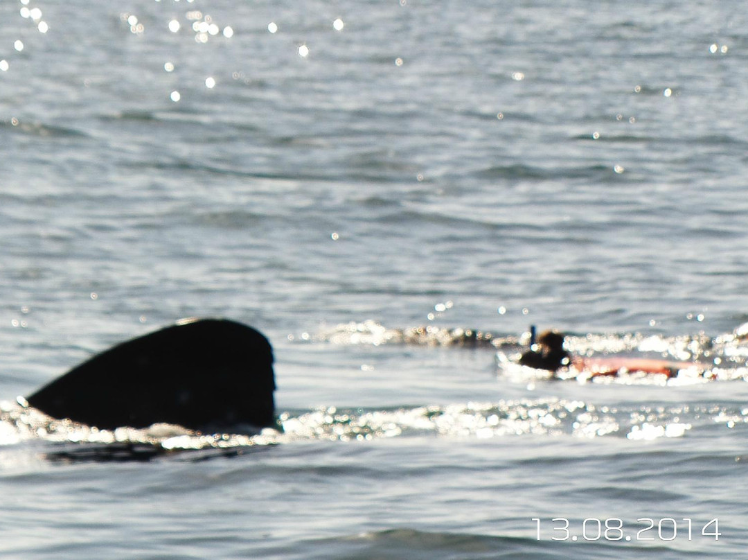 Holbox Whale Shark Tours-Holbox Island必去景点