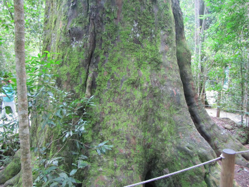 Tsitsikamma Forest’s Big Tree景点图片